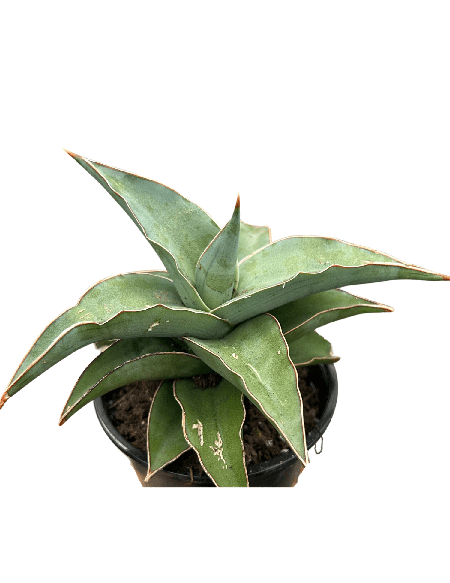 Untitled+design+(41).png?
